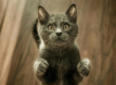 森林遊楽区における犬猫およびその他哺乳類の園内連れ込み禁止