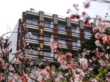 阿里山櫻王盛開，櫻木花道櫻花盛開美不勝收